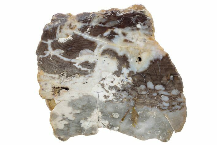 Petrified Peanut Wood Section - Australia #239736